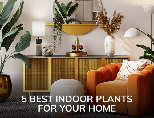 5 Best Indoor Plants for Your Home and Health