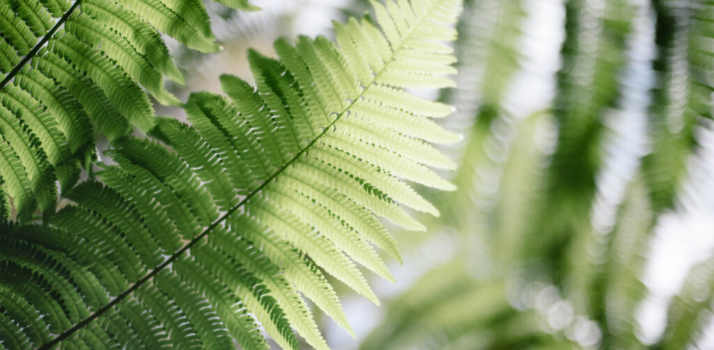 blog indoor plant fern