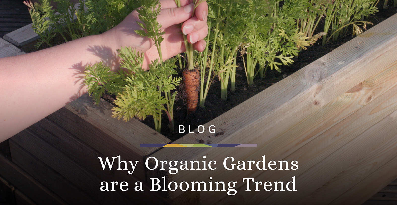 why-organic-gardens-are-a-blooming-trend